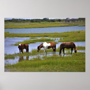 Vild Horses of Assateague Poster