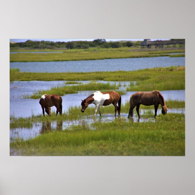 Vild Horses of Assateague Poster (Framsidan)