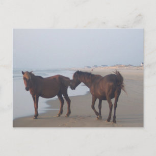 Vild Horses of Carova Beach Vykort