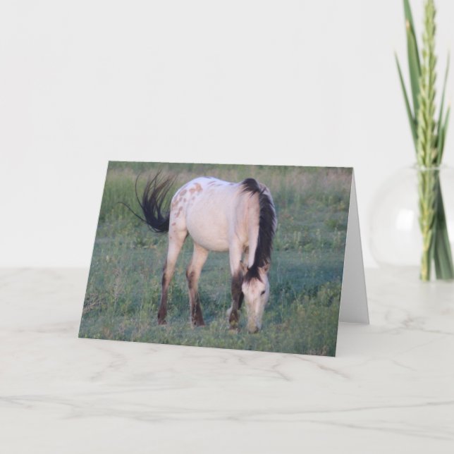 VILD HORSES OF UTAH OURAY KORT (Framsida)