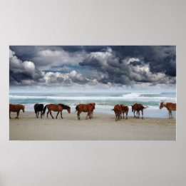 Vild Horses Outer Banker Corolla NC Poster