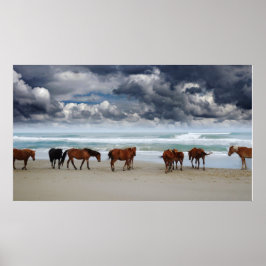Vild Horses Outer Banker Corolla NC Poster