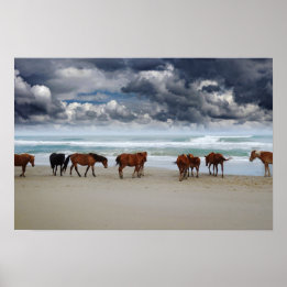Vild Horses Outer Banker Corolla NC Poster