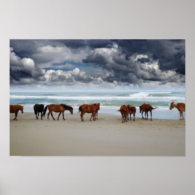 Vild Horses Outer Banker Corolla NC Poster (Framsidan)
