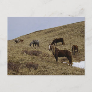 Vild Horses på Unalaska Island Vykort