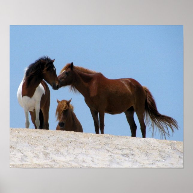 Vild Horses Poster (Framsidan)