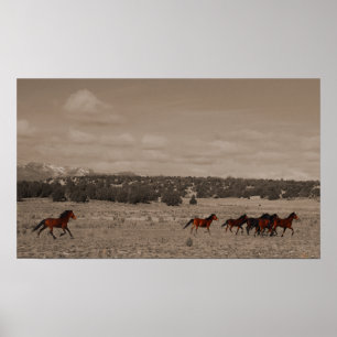 Vild Horses Poster
