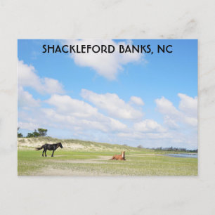 Vild Horses Shackleford Banker North Carolina Vykort