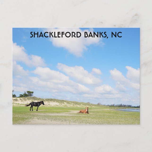 Vild Horses Shackleford Banker North Carolina Vykort (Framsida)