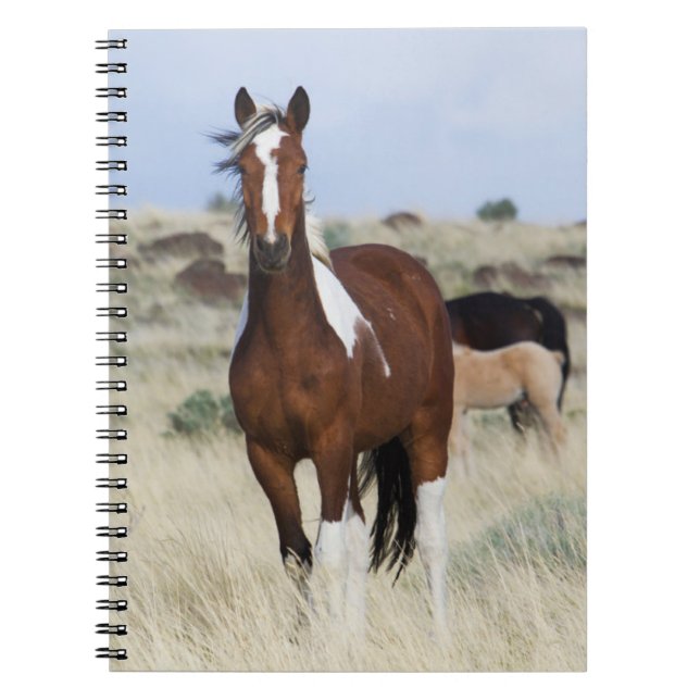 Vild Horses, Steens Mountain Anteckningsbok (Framsidan)