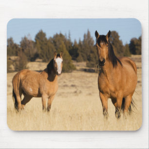 Vild Horses, Steens Mountain Musmatta