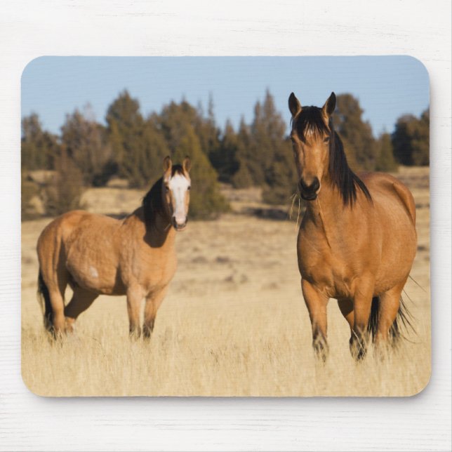 Vild Horses, Steens Mountain Musmatta (Framsidan)