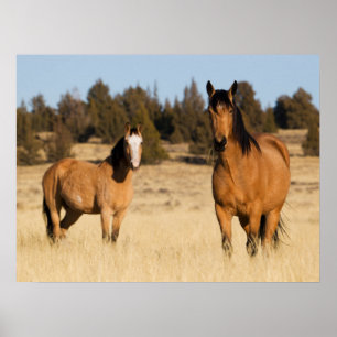 Vild Horses, Steens Mountain Poster
