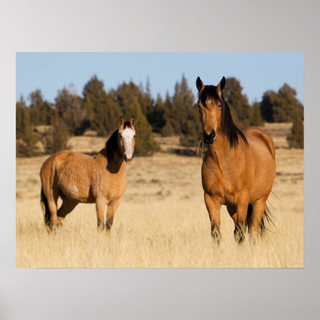 Vild Horses, Steens Mountain Poster (Framsidan)