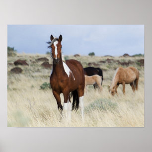 Vild Horses, Steens Mountain Poster