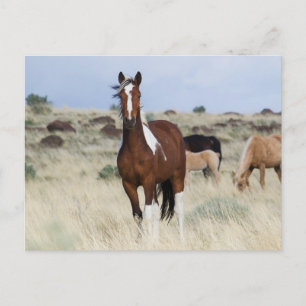 Vild Horses, Steens Mountain Vykort