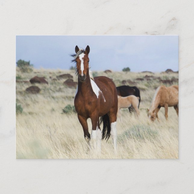 Vild Horses, Steens Mountain Vykort (Framsida)