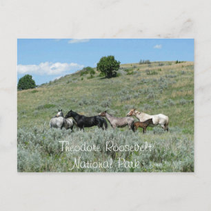 Vild Horses, Theodore Roosevelt NP, North Dakota Vykort