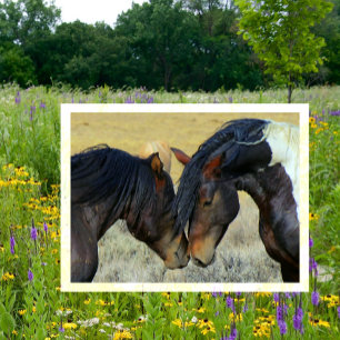 Vild Horses Touching Noses vykort