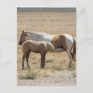 Vild Horses utan text Vykort