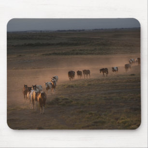 Vild Horses Walking Towards Desert Musmatta