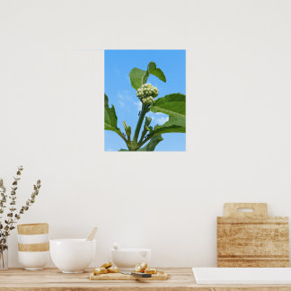 Vild Hortensia Poster