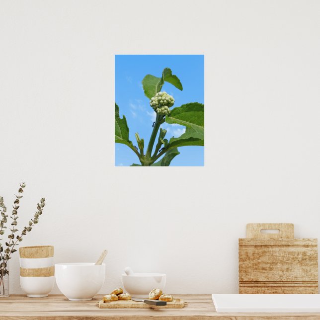 Vild Hortensia Poster (Kök)
