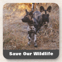 Vild Hundar Spara Vår Wildlife
