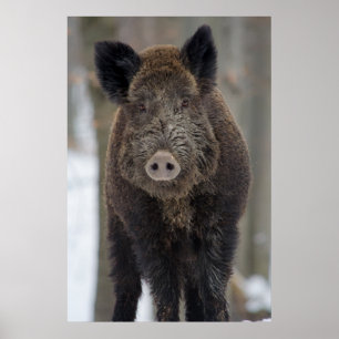 Vild i snö poster