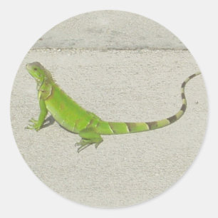 Vild Iguana Runt Klistermärke