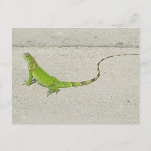 Vild Iguana Vykort