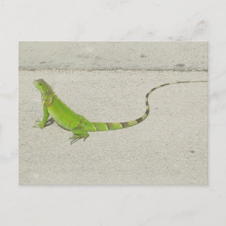 Vild Iguana Vykort