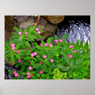 Vild Impatiens och Ferns Poster