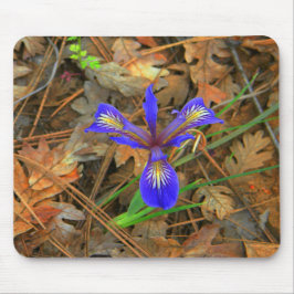 Vild Iris-blomma... Musmatta