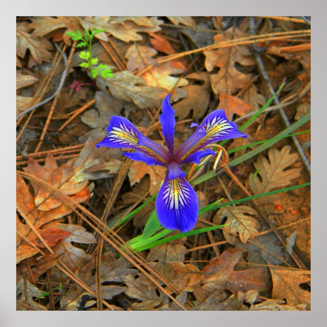 Vild Iris-blomma... Poster (Framsidan)