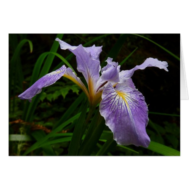 Vild Iris Flower Lila Blommigt Hälsningskort (Framsidan Horizontal)