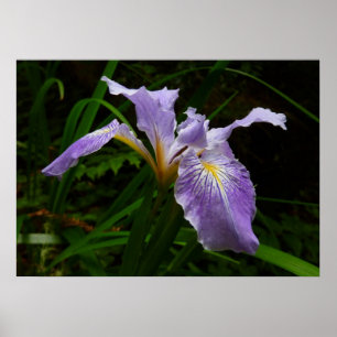 Vild Iris Flower Lila Blommigt Poster