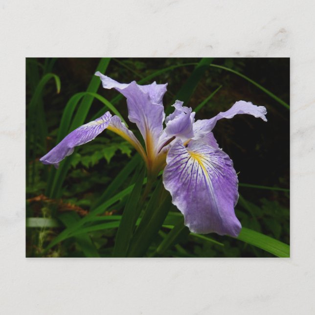 Vild Iris Flower Lila Blommigt Vykort (Framsida)