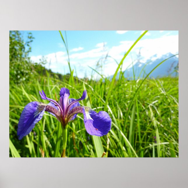 Vild Iris och Alaskalandscape Poster (Framsidan)