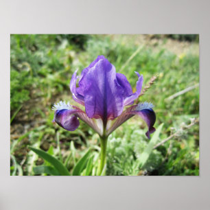 Vild Iris Poster
