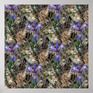 Vild Irises i skogen.. Poster