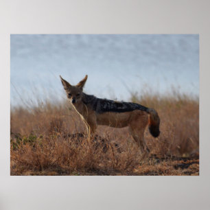 Vild Jackal Poster