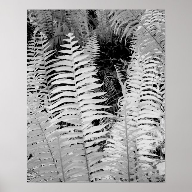 Vild jätte läderormbunt, Florida, USA. Poster (Framsidan)
