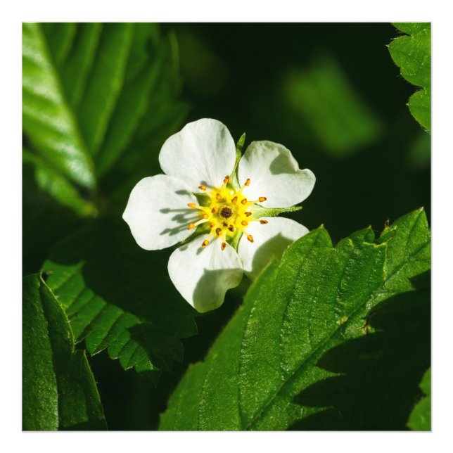 Vild Jordgubbsblomma Fototryck (Framsidan)