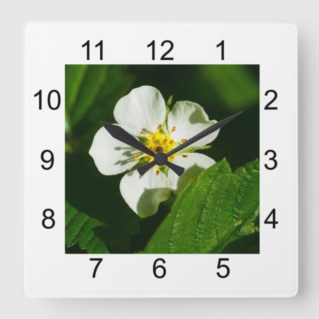 Vild jordgubbsblomma fyrkantig klocka (Framsida)