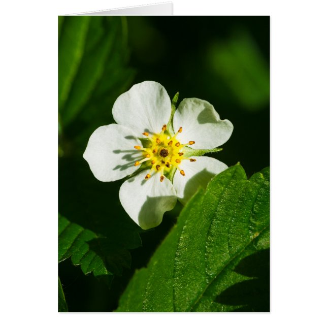 Vild Jordgubbsblomma Hälsningskort (Framsidan)