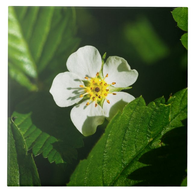 Vild Jordgubbsblomma Kakelplatta (Framsidan)