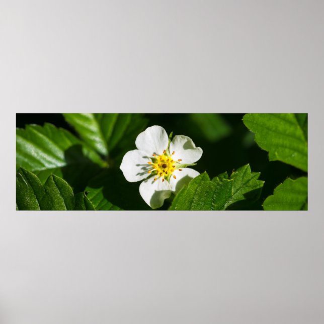 Vild Jordgubbsblomma Poster (Framsidan)
