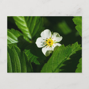Vild Jordgubbsblomma Vykort