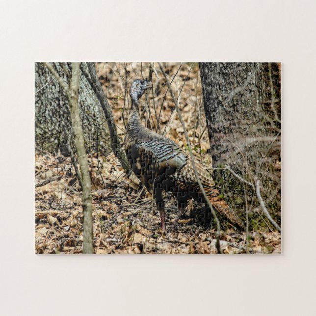 Vild kalkon i skogen Foto-pussel med presentförpac Pussel (Horisontell)
